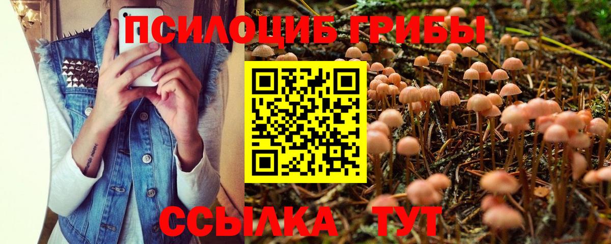 Псилоцибиновые грибы Psilocybine cubensis Слободской